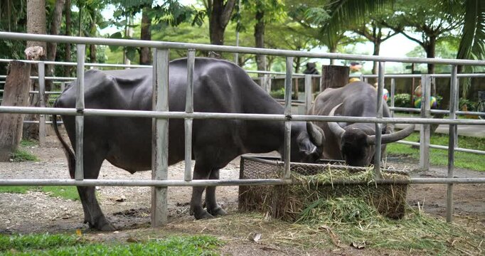 Thai water buffaloes eating fresh grass inside a metal fence enclosure