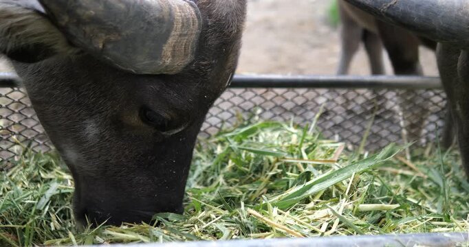 Close up of Thai water buffalo eating green grass from a feeder