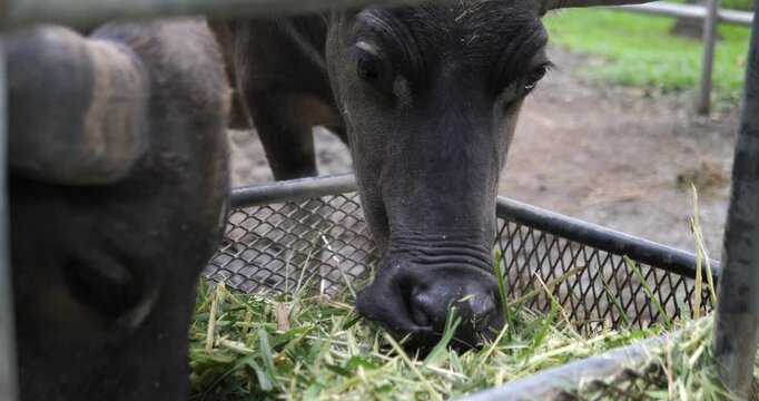 Close up of Thai water buffalo eating green grass from a feeder