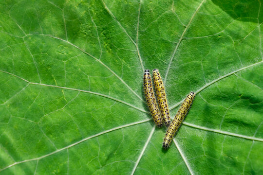 Close-up view of three yellow and black striped caterpillars on a large, textured green leaf, showcasing intricate vein patterns and natural textures.