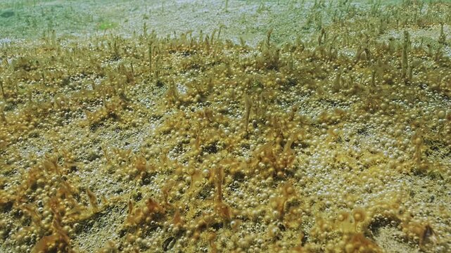 Close-up, Huge colony of single-celled algae produces an enormous amount of microbubbles of gas shining in evening light. Colonial form of microalgae emitting gas. Biofilm of microorganisms on seabed