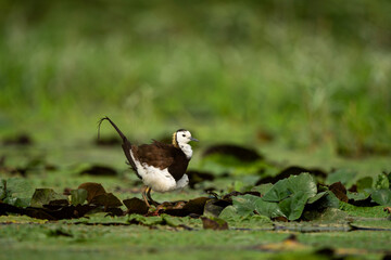 Obraz premium A side view of a nesting Pheasant-tailed Jacana standing carefully over its exposed eggs on a delicate layer of floating marsh plants.