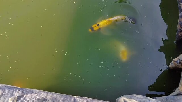 beautiful fancy carp fish or koi swimming in murky green water pond