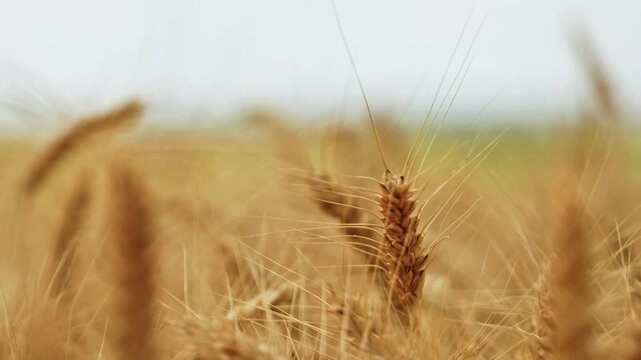 Cinematic shallow depth of field shot of ripe golden wheat ears reaching toward a soft, overcast sky. Beautiful rural background showing the vast scale of agricultural crop production before harvest.