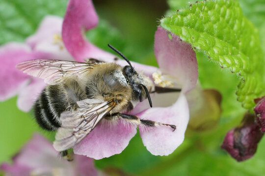 Closeup on an Anthophora dufourii on a colorful pink Melittis melissophyllum flower in the Gard