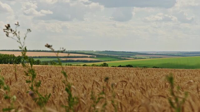 Scenic wide view of a golden wheat field with wild green weeds swaying in the foreground. Rolling agricultural hills, rural countryside, and cloudy sky on a sunny summer day.
