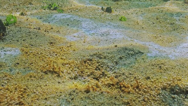 Close-up of zone of high eutrophication with gas bubbles by releasing it into water, it looks like white mold-like spots and rusty slimy coating with crowd of tiny gas bubbles silvering in sunlight