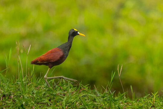 adult Gelbstirn-Blatth&uuml;hnchen (Jacana spinosa)