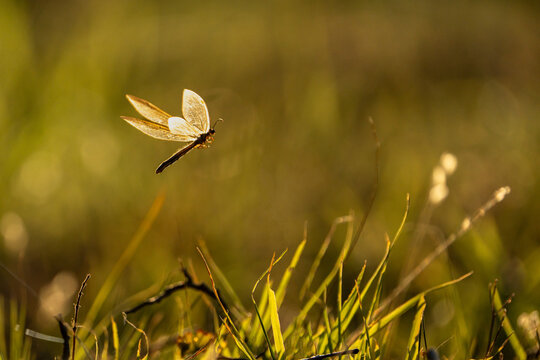 antlion.