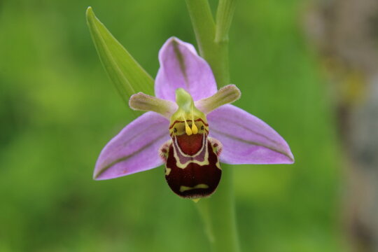 Close up of a Bee orchid (Ophrys apifera) flower in front of a green background