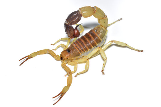 Closeup of a female of the Arabian black tail scorpion Parabuthus liosoma from Saudi Arabia, photographed on white background.