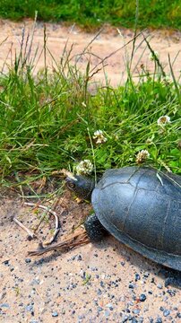 Wild turtle crawling on sandy ground near green herbage. Close up view of a dark reptile carapace, white clover flowers, summer daytime light, outdoor environment.
