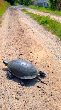 Pond turtle crawling on a rural dirt road. Back view of a wild dark reptile with long tail moving on sandy path, green grass side, daytime.