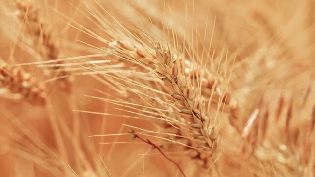 Natural close-up shots showing ripe golden wheat stems intertwined with red, heart-shaped climbing weed leaves.