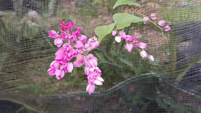 Pink Antigonon leptopus Flowers on Climbing Vine Close Up