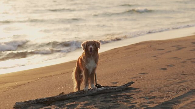 A Nova Scotia Duck Tolling Retriever dog stands near ocean waves at sunset. Soft coastal colors and cinematic framing create peaceful travel footage atmosphere.