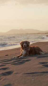 A Nova Scotia Duck Tolling Retriever dog sits on sandy beach near the sea. Warm sunset tones and cinematic coastal scenery create peaceful travel footage mood.