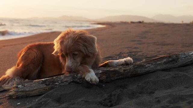 A Nova Scotia Duck Tolling Retriever dog lies on sandy beach at sunset. Warm evening light and coastal scenery create cinematic travel footage atmosphere.