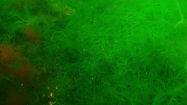 Wrasse fish swims among branching filamentous green algae, in fluffy green carpet woven from finest threads of Cladophora, Reticulated weed illuminated by sunshine