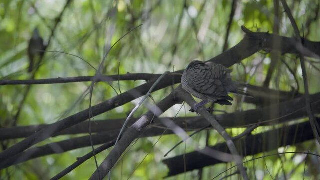 Side view of a zebra dove preening feathers on a branch, wild bird in a Thailand suburban neighborhood, authentic Southeast Asian avian atmosphere.