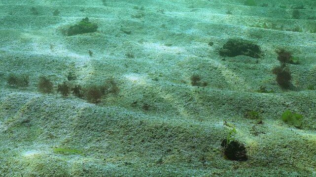 Process of photosynthesis on seabed in unicellular algae that release oxygen bubbles into water. Rapidly growing colony of microalgae that synthesizes multiple tiny bubbles of gas silvering on sun