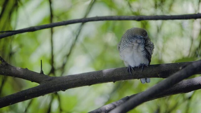 Zebra dove preening, walking on a branch, turning back to preen, wild bird in a Thailand suburban neighborhood, authentic Southeast Asian avian atmosphere.