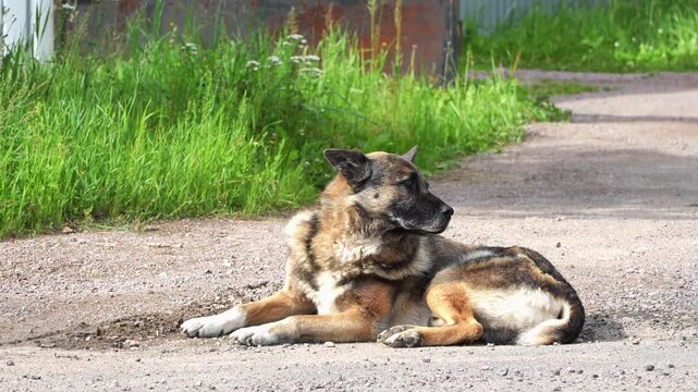 Large mixed-breed stray dog lying on a dirt road near green grass in countryside. Homeless guard dog resting on the roadside near a fence concept of stray animals problem. Big mongrel shepherd dog.  