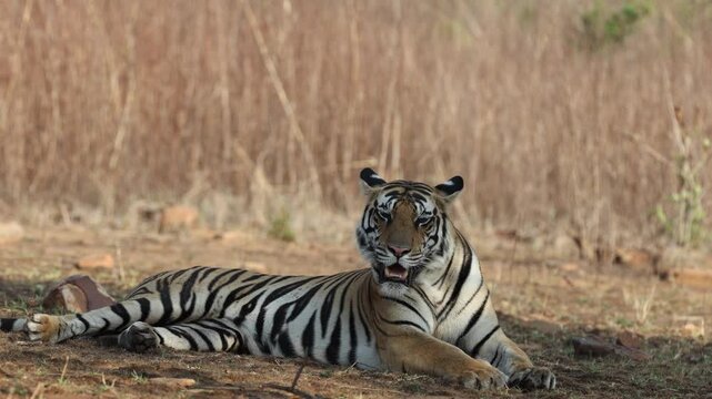 Bengal tiger lying, mouth open panting/flehmen, dry golden grass backdrop - Panna National Park, Panna Tiger Reserve, Madhya Pradesh, India, 4K UHD wildlife footage, nature documentary B-roll