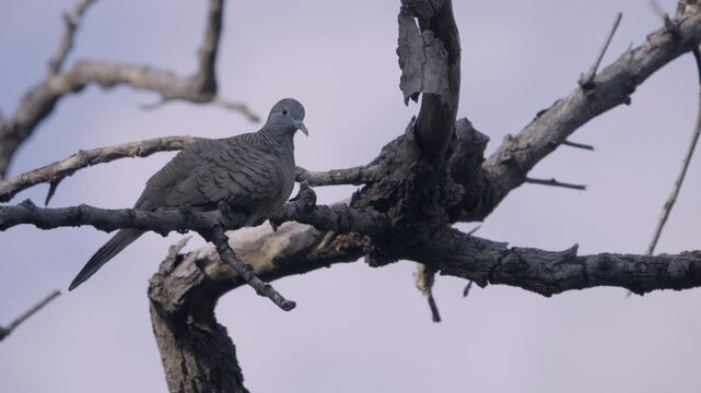 Side view of a zebra dove preening feathers and cooing on a branch, wild bird in a Thailand suburban neighborhood, authentic Southeast Asian avian atmosphere.