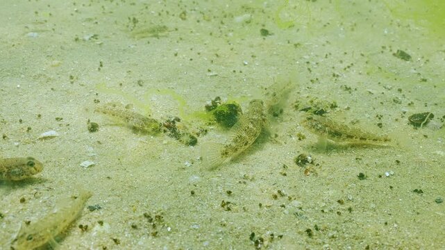 Group of young Black Goby (Gobius niger) cause commotion on sandy bottom, tearing apart mussels and kicking up clouds of sand. Scene of marine life in coastal waters