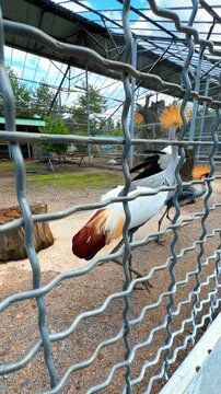 Crowned crane walking in an enclosure. A crowned crane moves around in a fenced area during the day. The bird shows its long legs and colorful feathers.