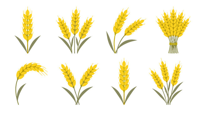 Set of golden wheat ears and sheaves in flat vector style