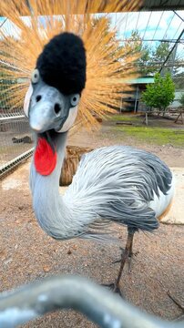 Grey crowned crane behind a metal wire fence. Exotic bird with golden stiff feathers crest and red gular sac stands in an enclosure.