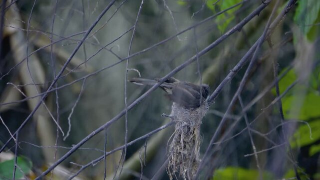 Pied fantail bird tending its nest on a tree branch, wild bird in a Thailand suburban neighborhood, authentic Southeast Asian avian atmosphere.