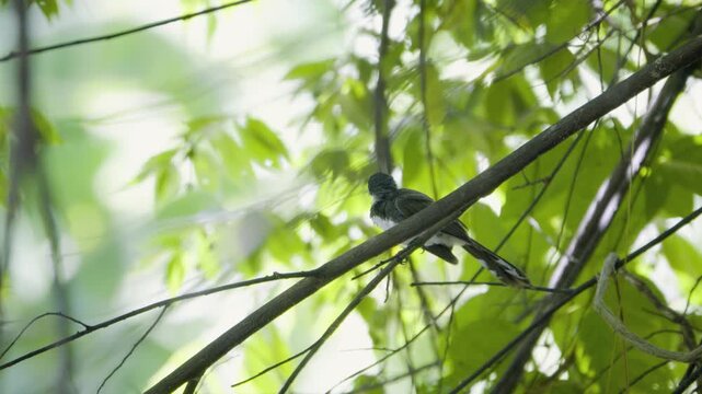 Side view of a pied fantail perched on a branch before flying away, wild bird in a Thailand suburban neighborhood, authentic Southeast Asian avian atmosphere.