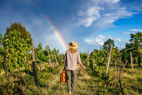 Farmer with crop sprayer walking through vineyard after rain with rainbow on sky. Woman preparing for spraying grapevine in summer