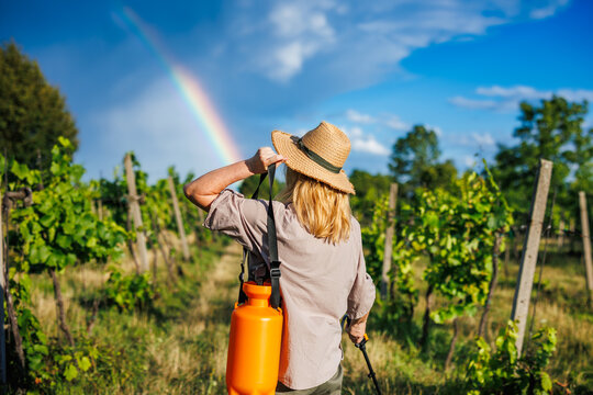 Woman farmer is preparing for spraying grapevine in vineyard after rain with rainbow on sky