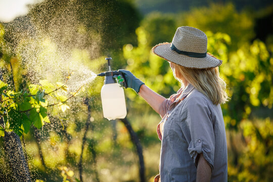 Farmer with manual pressure crop sprayer releasing mist over vineyard plants. Spraying pesticide at grapevine