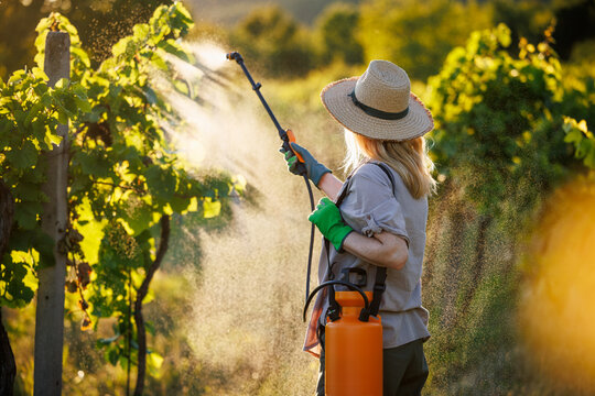 Farmer using crop sprayer in vineyard, applying herbicide at grapevine for sustainable plant protection. Agricultural activity