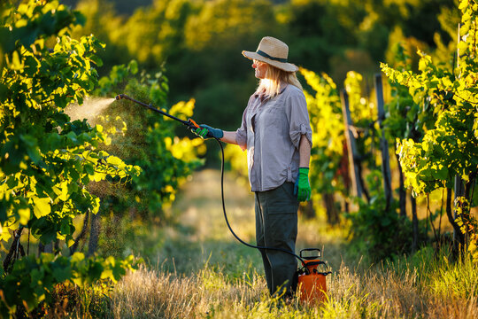 Female farmer spraying vineyard using crop sprayer for pesticide and fungicide application. Summer viticulture agriculture activity