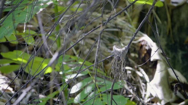 Empty cup nest of a pied fantail bird on tree branches, wild bird in a Thailand suburban neighborhood, authentic Southeast Asian avian atmosphere.