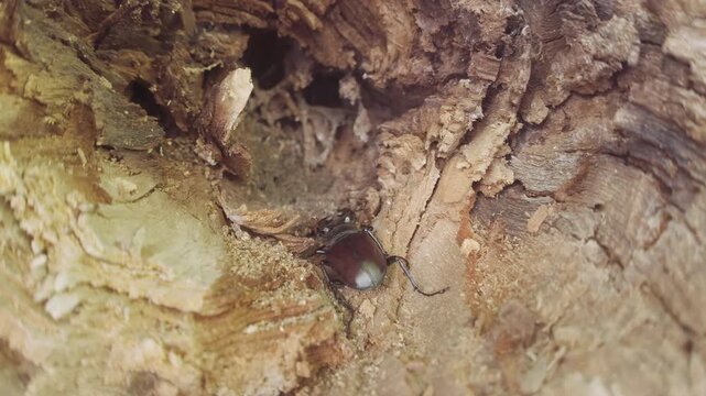 Stag Beetle with big horns hides in decayed tree trunk. Male European Greater Stag Beetle (Lucanus cervus) with its enlarged mandibles, seeks shelter in rotten stump of an old wood
