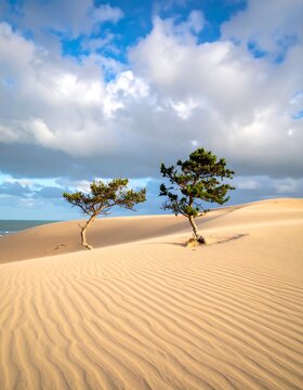 Two small, green trees cling to a rolling sand dune, under a partly cloudy sky near the ocean