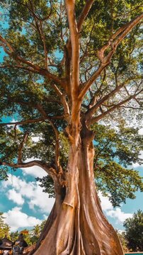 Bayan Ancient Tree Giant Banyan Sacred Landmark and Popular Travel Destination in Bali Indonesia Asia 4K Aerial View