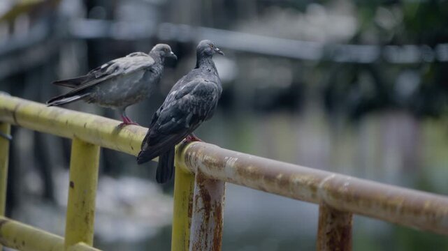 Close-up view of two rock pigeons perched on a canal walkway, wild bird in a Thailand suburban neighborhood, authentic Southeast Asian avian atmosphere.