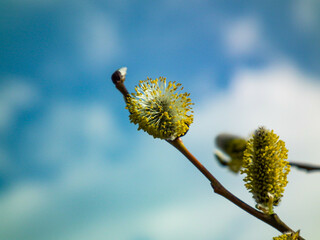 Close-up of blooming pussy willow catkins on a branch against a soft blue sky. A fresh spring nature background ideal for seasonal, botanical, and environmental design projects. © Duro Mesiar