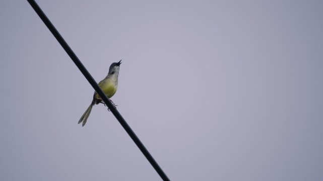 Yellow bellied prinia singing on a power line before flying away, wild bird in a Thailand suburban neighborhood, authentic Southeast Asian avian atmosphere.