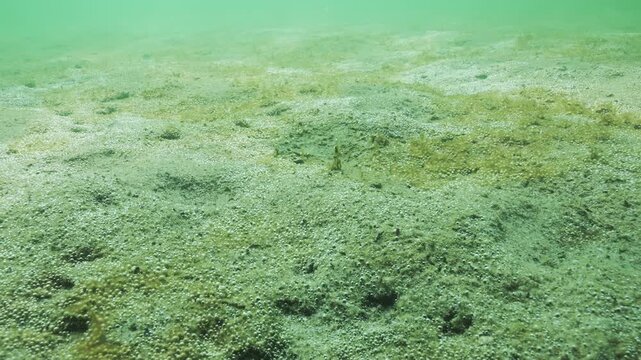 On sandy seabed, big single-celled algae colony synthesizes oxygen, many tiny air bubbles glitter in sun. Photosynthesis of micro seaweed, sand is covered with many microbubbles concentrated on bottom