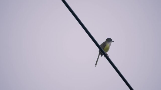 Yellow bellied prinia turning its head and singing on a power line, wild bird in a Thailand suburban neighborhood, authentic Southeast Asian avian atmosphere.