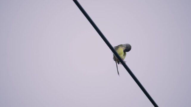 Yellow bellied prinia chirping continuously on a power line wire, wild bird in a Thailand suburban neighborhood, authentic Southeast Asian avian atmosphere.